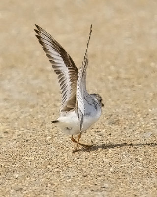 Piping Plover, alternate (#2 of 2)