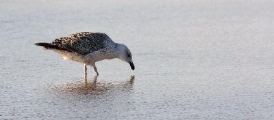 Great Black-backed Gull, 1st cycle