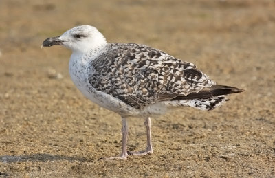 Great Black-backed Gull, 1st cycle