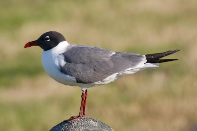 Laughing Gull, alternate adult