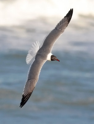 Laughing Gull, alternate adult