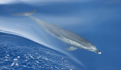 Atlantic Spotted Dolphin