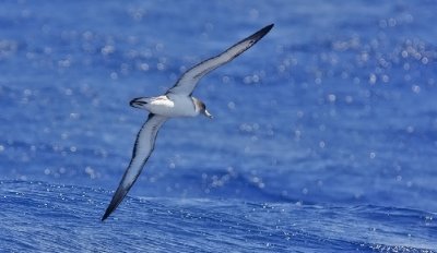 Cory's Shearwater