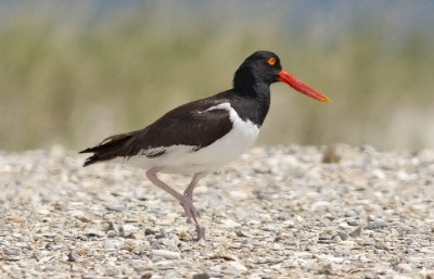 American Oystercatcher