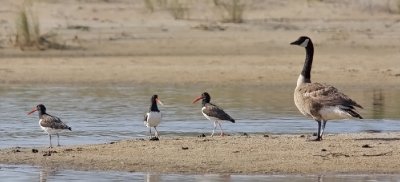 American Oystercatchers with Canada Goose