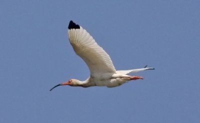 White Ibis, alternate