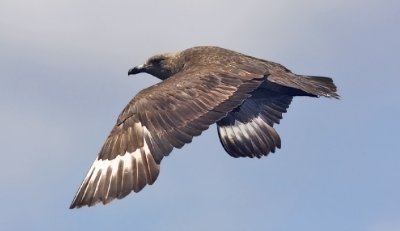 South Polar Skua