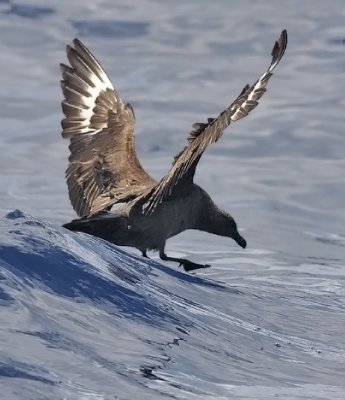 South Polar Skua