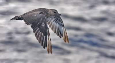 Pomarine Jaeger, immature