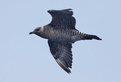 Pomarine Jaeger, immature