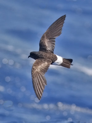 Wilson's Storm-Petrel