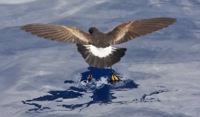 Wilson's Storm-Petrel