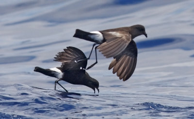 Wilsons Storm-Petrels