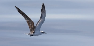 Bridled Tern, 1st cycle