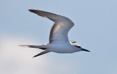 Bridled Tern, 1st cycle