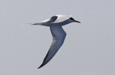 Common Tern, alternate