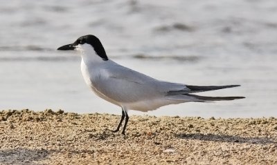 Gull-billed Tern, alternate (#1 of 3)