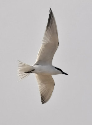Gull-billed Tern, alternate, (#3 of 3)