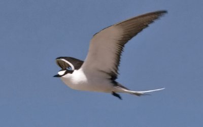 Sooty Tern, alternate adult