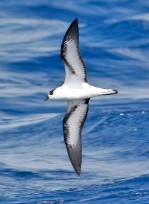 Black-capped Petrel