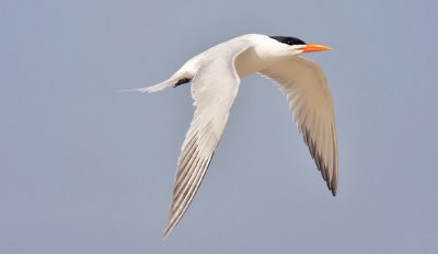Royal Tern, alternate (#1 of 2)