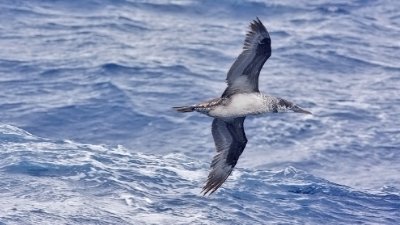 Northern Gannet, 1st cycle