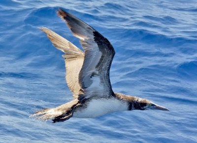 Northern Gannet, 1st cycle