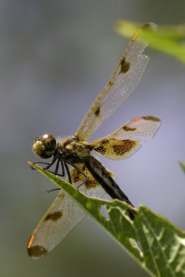 Calico Pennant?