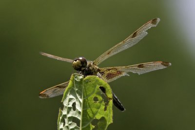 Calico Pennant?