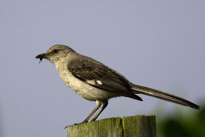 Northern Mockingbird