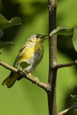 Yellow Warbler - juvenile