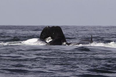 Northern Right Whales