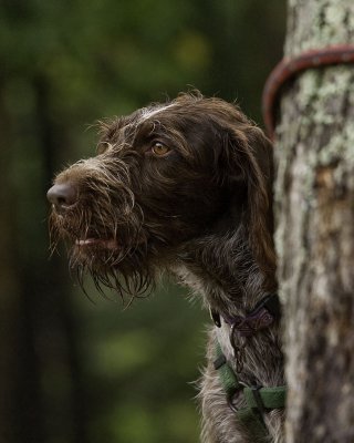 Other Dogs I Have Met