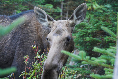 Early morning moose