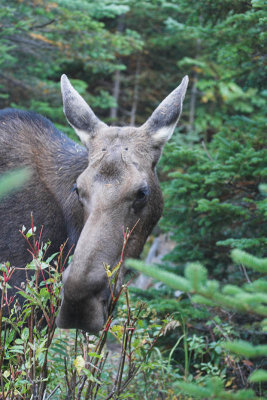 Early morning moose