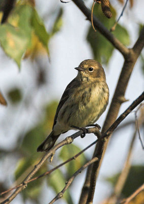 Yellow-rumped Warbler - 1st winter