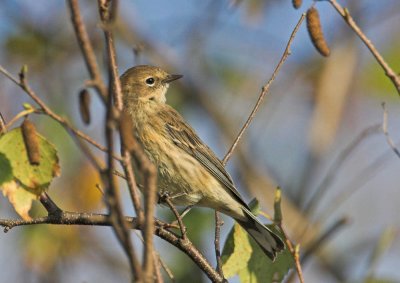 Yellow-rumped Warbler - 1st winter