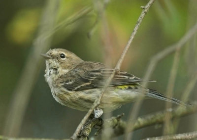 Yellow-rumped Warbler - 1st winter