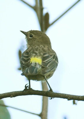 Yellow-rumped Warbler - 1st winter