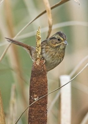 Swamp Sparrow - juvenile