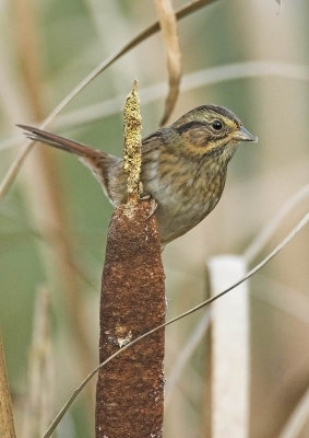 Swamp Sparrow - juvenile