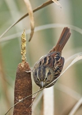 Swamp Sparrow - juvenile