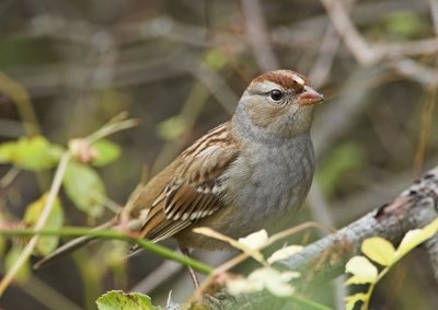 White-crowned Sparrow - juvenile