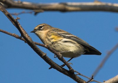 Yellow-rumped Warbler - missing his tail