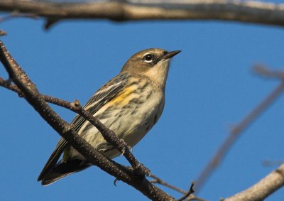 Yellow-rumped Warbler - missing his tail