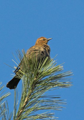 Rusty Blackbird