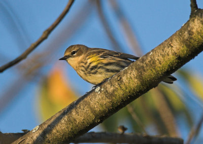 Yellow-rumped Warbler