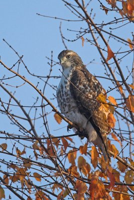 Red-tailed Hawk - juvenile