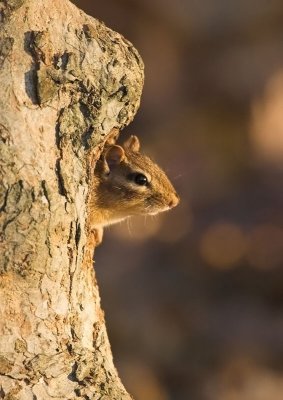 Chipmunk