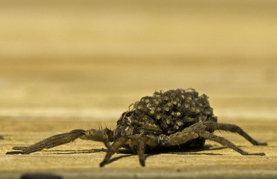 Wolf Spider with young